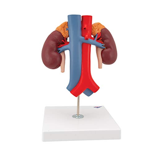 Image of 3B Scientific K22 /1 Kidneys w / vessels 2 part - 3B Smart Anatomy