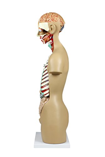 Image of Parco Scientific 17 Removable Parts Sexless Human Torso | Open Back Exposes Muscular Layers, With Instruction Manual and Zip Dust Cover, Human Torso model