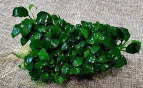 Maalavya Live Aquarium Aquatic Plant Anubias Barteri Dark Angel Live Plant On Lava Rock (B0C3JBW3PC) Amazon Price History, Amazon Price Tracker