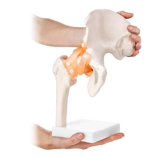 Image of Human Hip Joint Model with Ligaments ✮ Scientific Life Size with Premium Display Base ✮ Best Teaching Tool for Patient Education & Anatomy Study
