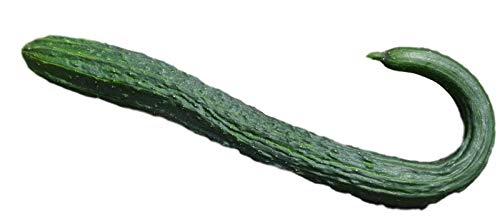 Chinese Cucumber Heritage Heirloom Long de Chine 10 Seeds Certified French Organic Grower