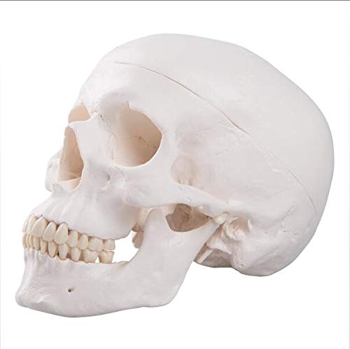 Model czaszki człowieka, model anatomiczny głowy, anatomiczna głowa, materiały dydaktyczne do nauki anatomii, 21 * 8 * 1