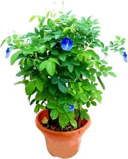 Mphmi Live Plant Nursery NCR Nurseryplant Clitoria Ternatea, Gokarna (White) - Plants Asian pigeonwings Aprajita (B0BYM3NGNT) Amazon Price History, Amazon Price Tracker