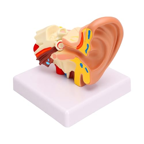 Modelo de anatomía del oído humano 1.5X en PVC con detalles estructurales para el aula