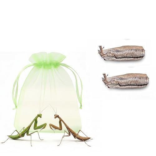 Carolina Praying Mantis Egg Case with Outdoor Hatching Bag(Two Carolina Praying Mantis Eggs) Includes 50-200 Nymphs | Perfect for STEM Education Eco-Friendly Garden & Fun Pet Observation