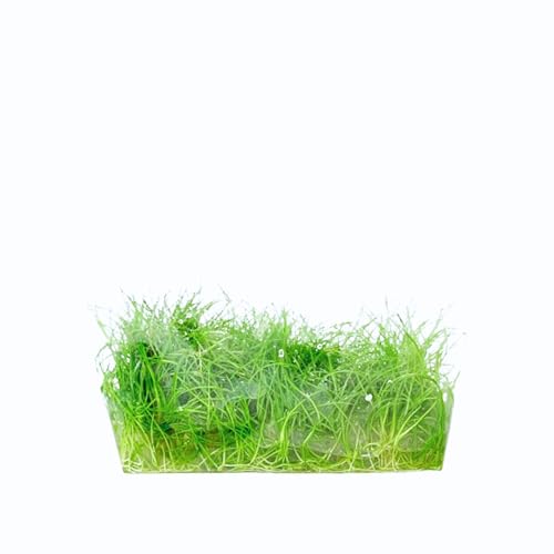 Dwarf Hairgrass Eleocharis Parvula Tissue Culture Vitro