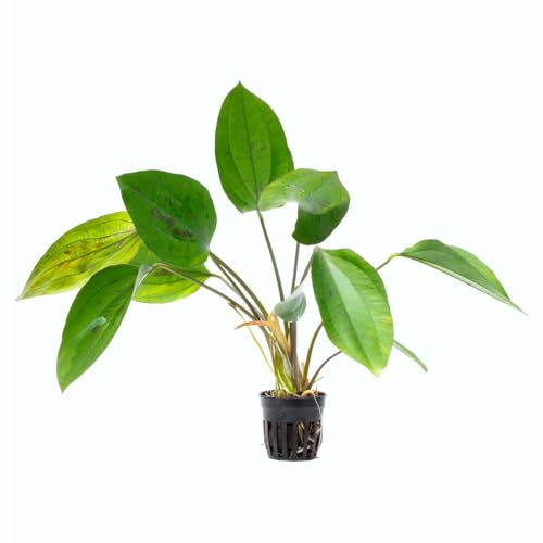 SubstrateSource Live Plants - Echinodorus cordifolius 'Hybrid' - Medium Light,