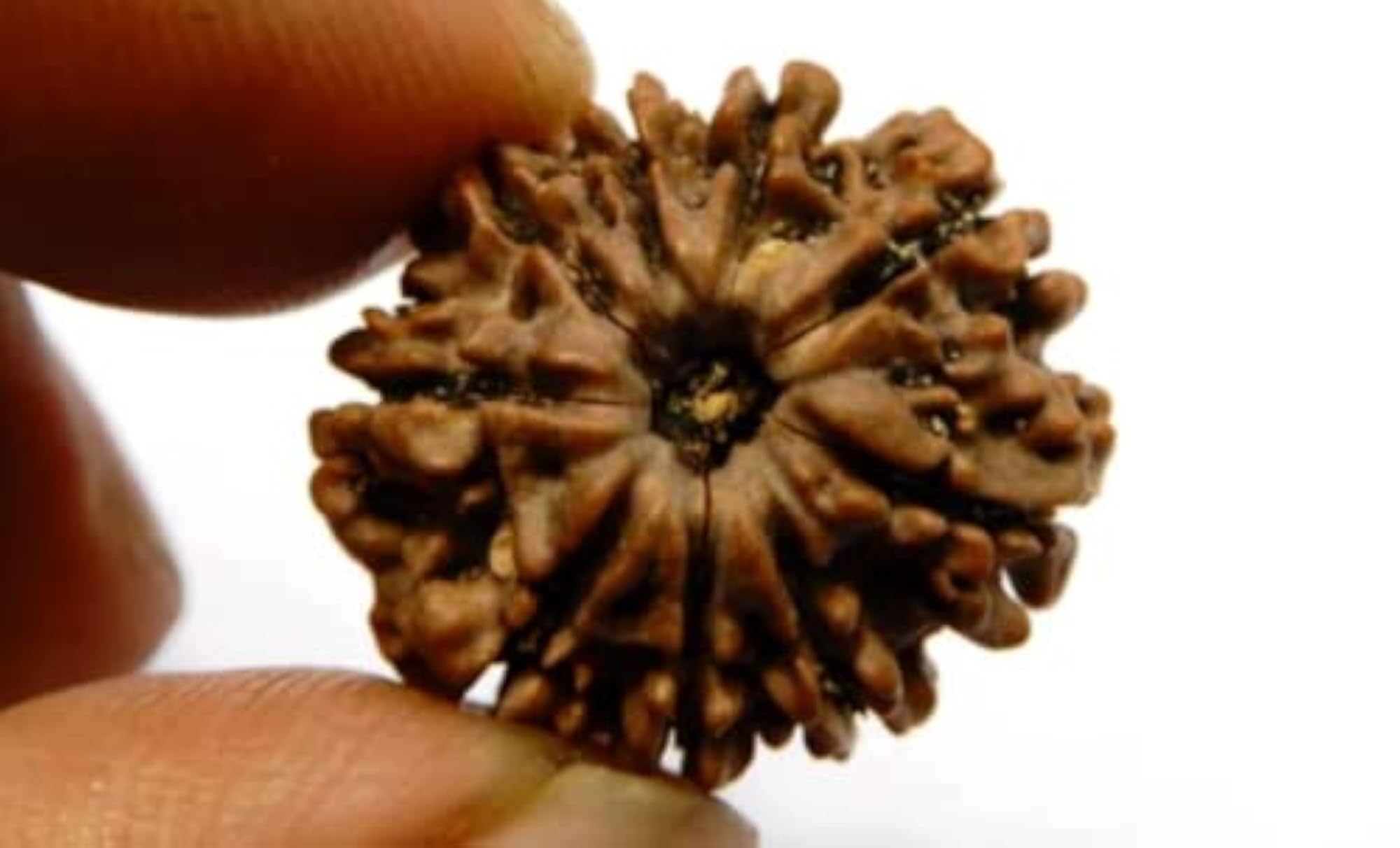 Nine Face Rudraksha Pendant, Easy to Wear