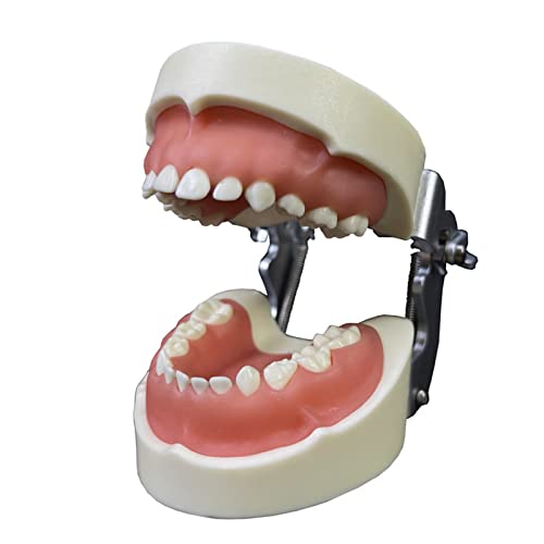 Demonstration Teeth Model Kids Study Teaching with All Removable Teeth Bendable Teeth Typodonts