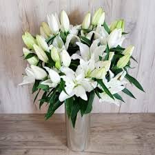 Audbhidhi Bulbs Oriental Lily Flower Bulbs Fragrant White Colour For Home Gardening Pack of 2 Bulbs-image-21
