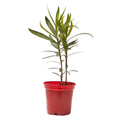 Verdecora Adelfa | Nerium Oleander | Laurel de flor, Trinitaria | Planta Arbusto Natural de exterior con flor | Surtido variado colores Rojo, Rosa o Blanco (Maceta Ø13cm)