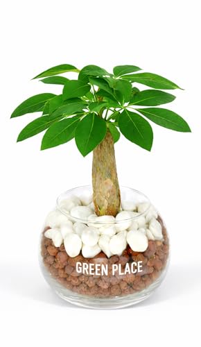 GREEN PLACE パキラ 観葉植物 本物 卓上 ミニ 父の日 ギフト 【化粧石付き】 ハイドロカルチャー バルーン鉢 TN