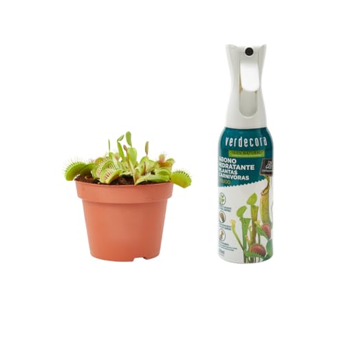 Verdecora Planta Carnívora Dionaea Muscipula + Abono Hidratante Plantas Carnívoras | Venus Atrapamoscas | Planta Insectívora de interior (Maceta Ø12cm)