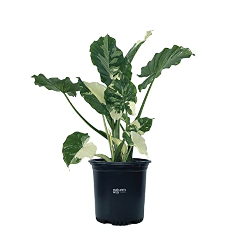 Nature's Way Farms, Alocasia Dawn Variegated, Rare Plant Collection, Live Plant (18-24 in. Tall) in...