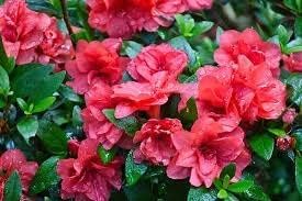 Red Azalea Flower Plant For HomeGarden/Terrace/Balcony (Healthy live plant)