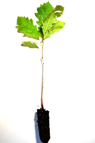 TreesAgain English Oak Tree - Quercus robur - 4 to 10+ inches (See State Restrictions)
