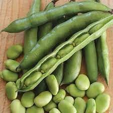 See full amazon price history chart for BAKLA SEEDS / F1 HYBRID/PACK OF 20 / बाकला का बीज/FAVA BEAN/FOR GARDENING BY NOHA MERCADO BAKLA SEEDS / F1 HYBRID/PACK OF 20 / बाकला का बीज/FAVA BEAN/FOR GARDENING BY NOHA MERCADO (B09YTX6Y81) Amazon Price History, Amazon Price Tracker
