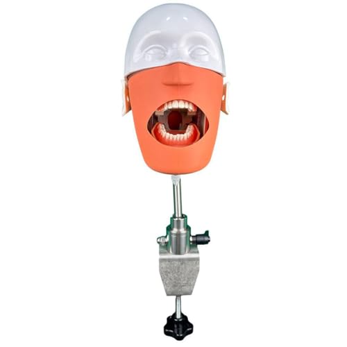 Symulator modelu głowy fantomowej dla dentystów i asystentów dentystycznych, bezpieczny i bezwonny manekin z mocowaniem na ławce, skuteczne narzędzie do treningu zębów dentystycznych