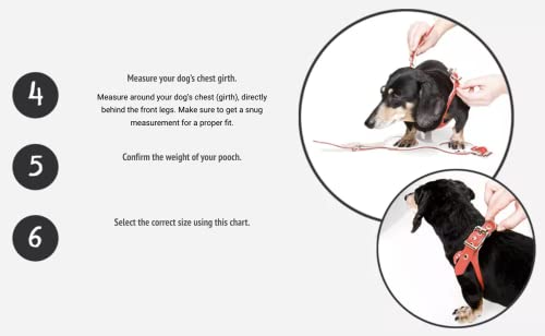 Buddy Belt Harness Moonwalk - Luxury Edition (2.5) #TOP7