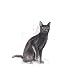 ROYAL CANIN Sterilised 37 | Doppelpack | 2 x 400 g | Trockenfutter für kastrierte Katzen (1 bis 7 Jahre) | Zum Erhalt des idealen Körpergewichts | Mit hohem Proteingehalt