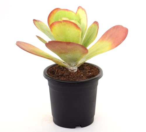 Image of Kalanchoe Flapjacks Live Plant with Pot | Rare Paddle Plant with Colorful Leaves | Low-Maintenance Indoor-Outdoor Succulent for Home & Office Decor | Fresh Healthy Plant