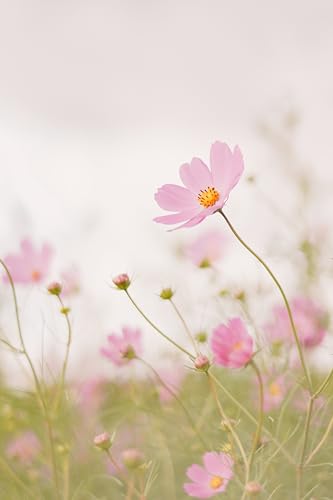 Image of Hybrid Cosmos Flower Seeds All Colours for Home Gardening(Set of 50 Seed)