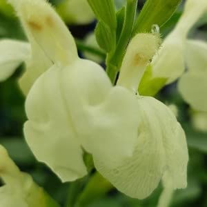 Salvia ‘Clotted Cream’- Salvia that is Ready to Plant Out- Comes Back Every Year (Hardy) - Flowers from Summer to Autumn- Loved by Bees (Middleton Nurseries) (P9(9cm Pot))