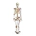 Teaching Model Tools,Life Size Model Skeleton 170Cm with Stand and Wheel Base Color Muscle Ligament Skeleton Model Adult 1:1 Human Skeleton Model Large Skeletal Models for Medical