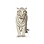 White Tiger