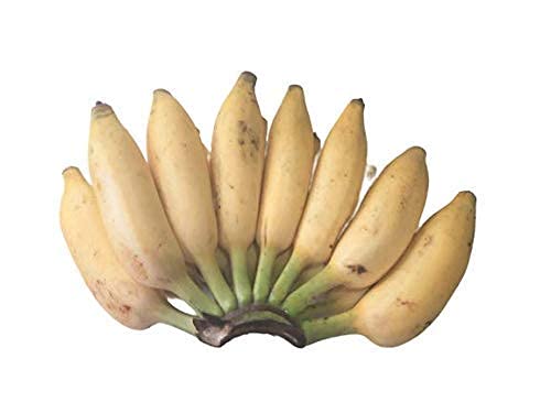 CooPany® Rare Variety Elakki Banana Live Plant Rhizome Variety Plant (Not Tissue culture plant) (B09GPY1XJ4) Amazon Price History, Amazon Price Tracker
