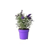 Plant in a Box
