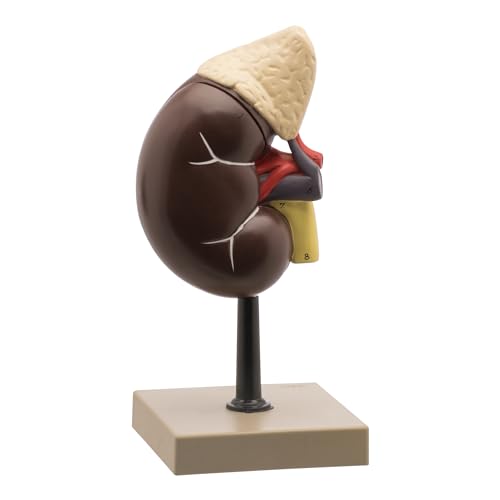 Image of EISCO High Quality Human Kidney & Adrenal Gland Model, 2 Parts - Hand Painted, Detailed Anatomy Educational Tool