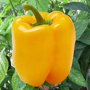 Golden Hills Farm Hybrid Capsicum Yellow | Bell Pepper/Sweet Pepper Seeds | Imported Seeds | F1 Hybrid 40+ seeds (B095MG67BJ) Amazon Price History, Amazon Price Tracker