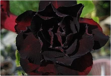 Adenium Obesum Black Dragon Desert Rose 10, 30 Semillas Tasa de germinación 90% (30)