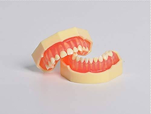 Dental Study Model Children Kids Primary Removable Teeth Pit Fissure Sealant Communication (Removable teeth)