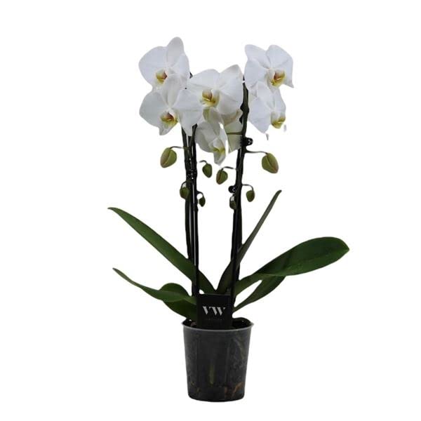 Orquídea Mariposa | DECOALIVE | Flor de Color Blanco | Orquídea Natural Flores Blancas