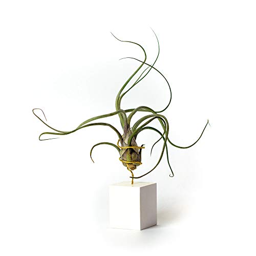 PLANDAIRE Piante Tillandsia Vera Sospesa Pseudobaileyi con Supporto - Piante Aeree Vive - Pianta Figlia del Vento Pianta Vera da Interno - Air Plant - Piante da Casa Piante d'Aria (Bianco)