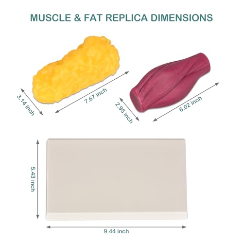 Modelo de grasa y tejido muscular de silicona con base para nutricionistas y atletas 6