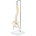 Axis Scientific Miniature Spine Anatomy Model, 15.5
