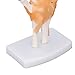 Hand Joint Model, High Strength Life Size Hand Model PVC Teaching Tool for Learning