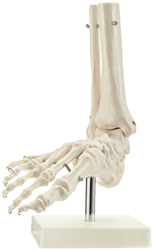 Performance Health Articulation du Pied, Taille Réelle, Outil de Démonstration