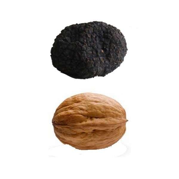 Trufa Uncinatum - Trufa de otoño M - 40gr