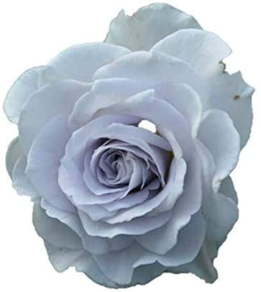 Blue薔薇様のorderのお品です。 Blue薔薇様のorderのお品です。 Blue薔薇様のorderのお