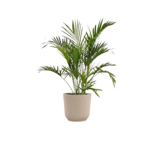 The 10 Best easiest house plants -Buying Guide