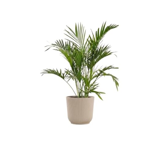 United Nursery Majesty Palm Live Plant, Outdoor and Indoor Live Palm Tree, Low Maintenance Easy Care Outdoor Indoor Tropical Palm Tree 3 Feet Tall Shipping Size (Cream Decor Pot)