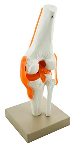 Image of Eisco Labs Model, Human, Knee, Functional