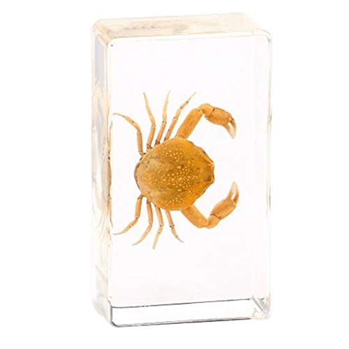 Rainbow_Road Especimen real de cangrejo de animales marinos para educación científica, espécimen 