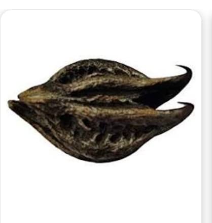 NATURE WORLD PREMIUM ORGANIC BATHEAD ROOT TELUKONDI SINGADAS GARUDA MUKKU KAYALU FOR PUJA NARADRISTI (2 PCS) (B0BJVJV43Y) Amazon Price History, Amazon Price Tracker