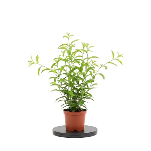 Cestrum Nocturnum Planta Natural Cestrum Nocturno DECOALIVE Maceta de 17 cm