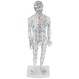 Outil pédagogique : le modèle humain illustré et le modèle corporel pratique aident les utilisateurs à localiser les points d’acupuncture, améliorant ainsi leur confiance et leur précision dans l’application des instructions. modèle d’acupuncture du corps humain, modèle de simulation corporelle